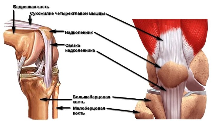 Анатомия колена