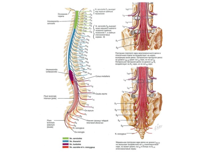 Патология позвоночника и нервов