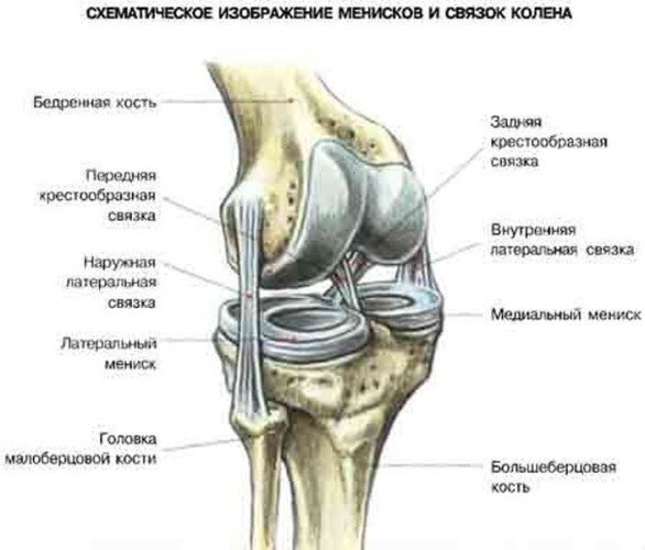 Строение коленного сустава