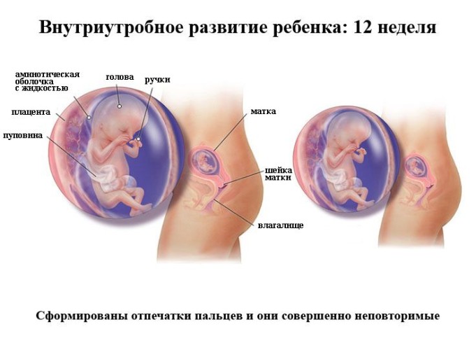 Увеличение матки во 2 триместре