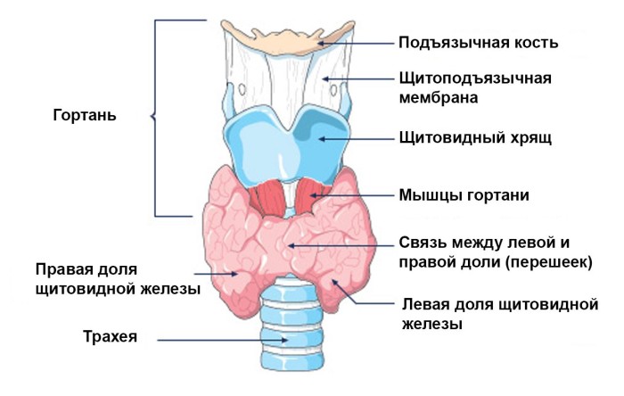 Заболевание щитовидной железы