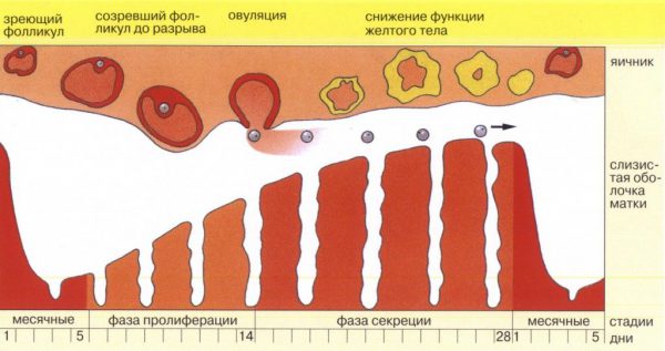 Овуляция