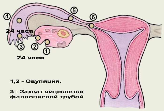 Овуляция