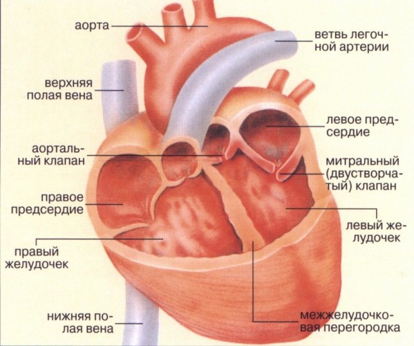 Перикардит