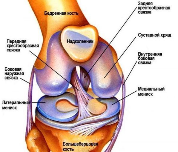 Коленный сустав