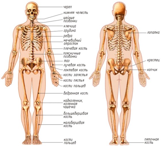 Скелет человека