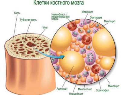 Красный костный мозг