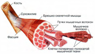 Мышца строение